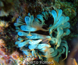 A LITTLE SEA ANEMONE Aiptasia mutabilis.
Nikon Coolpix 5... by Alberto Romeo 